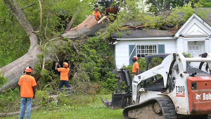 Top 10 Questions To Ask When Hiring A Tree Service 7615