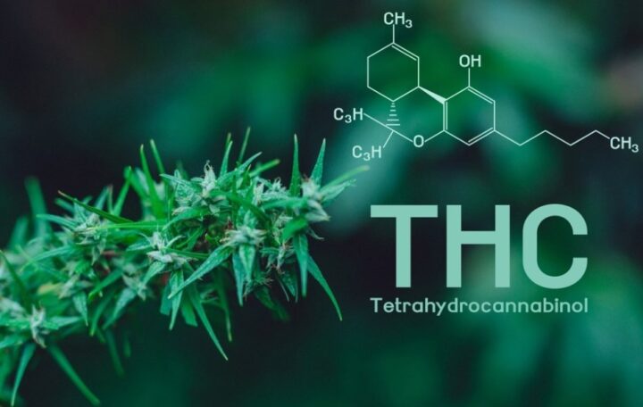 4 Important Differences Between CBD And THC