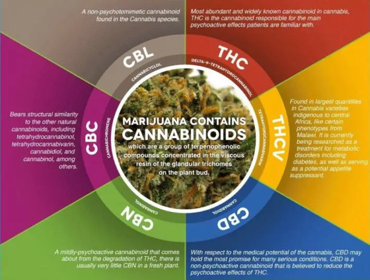 How do you analyze cannabinoids - 2024 Guide