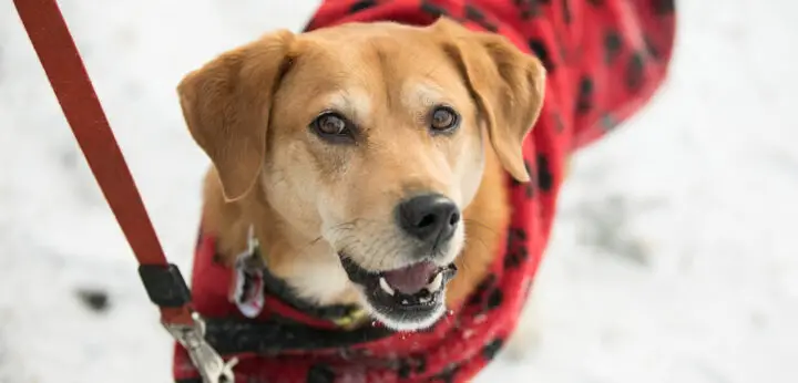 How To Keep Your Dogs Warm In The Winter?